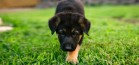 puppy-love